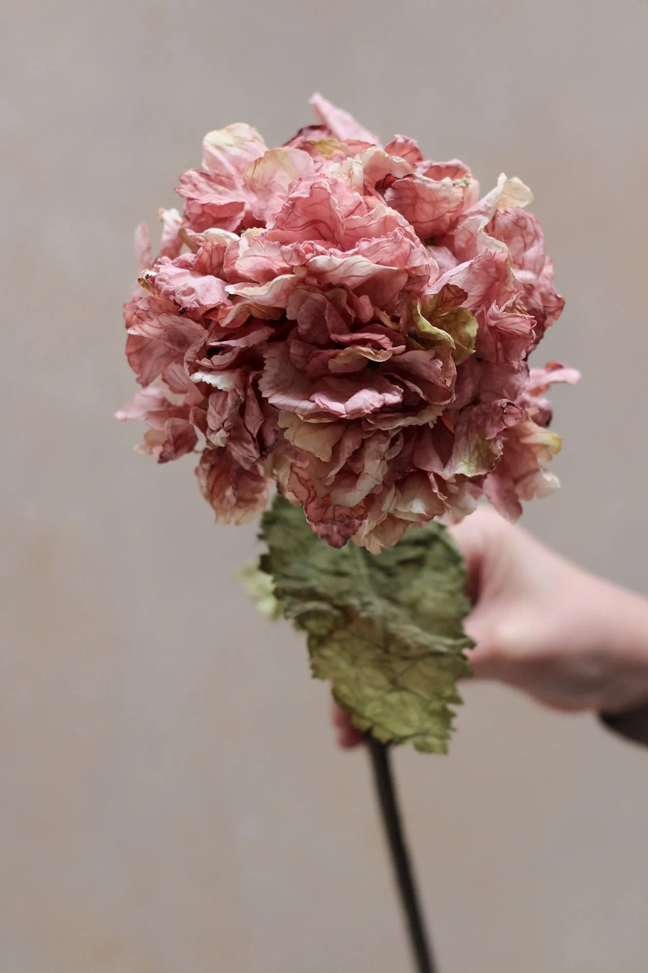 Faux Dusky Pink Dried Ruffle Hydrangea